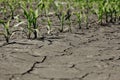 Dry cracked earth with plant struggling for life Royalty Free Stock Photo