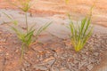 Dry cracked earth with plant struggling for life, drought, background Royalty Free Stock Photo
