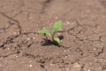 Dry cracked earth with plant struggling for life, drought, background Royalty Free Stock Photo