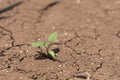 Dry cracked earth with plant struggling for life, drought, background Royalty Free Stock Photo