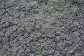 Dry cracked earth soil with growing small green plant. Texture of natural ground Royalty Free Stock Photo