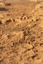 Dry cracked earth texture. Cracks in the dried soil. Desertification Royalty Free Stock Photo