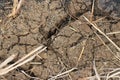 Dry cracked earth texture, global climate warming. Drought, the ground cracks, no hot water, lack of moisture. Royalty Free Stock Photo