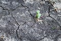 Dry cracked ground during drought, hot summer Royalty Free Stock Photo