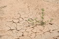 Dry cracked ground with surviving plant Royalty Free Stock Photo