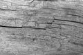 Dry cracked rotted wood background Royalty Free Stock Photo