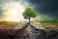 Dry cracked soil after cutting down trees. Lonely remaining tree. Concept of climate change or global warming. Soil erosion. Royalty Free Stock Photo