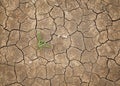 Dry cracked soil Royalty Free Stock Photo
