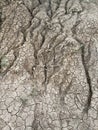 Dry cracked soil Royalty Free Stock Photo