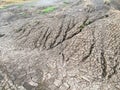 Dry cracked soil Royalty Free Stock Photo