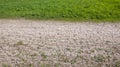 Dry cracked soil turns into lush meadow