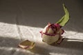 Dry creamy pink color roses with green leaves. Romantic still life. Herbarium. Bouquet Royalty Free Stock Photo