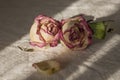 Dry creamy pink color roses with green leaves. Romantic still life. Herbarium. Bouquet Royalty Free Stock Photo