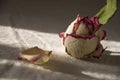 Dry creamy pink color roses with green leaves. Romantic still life. Herbarium. Bouquet Royalty Free Stock Photo