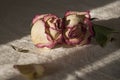 Dry creamy pink color roses with green leaves. Romantic still life. Herbarium. Bouquet Royalty Free Stock Photo