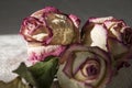 Dry creamy pink color roses with green leaves. Romantic still life. Herbarium. Bouquet Royalty Free Stock Photo