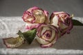Dry creamy pink color roses with green leaves. Romantic still life. Herbarium. Bouquet Royalty Free Stock Photo