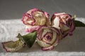 Dry creamy pink color roses with green leaves. Romantic still life. Herbarium. Bouquet Royalty Free Stock Photo