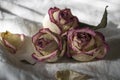 Dry creamy pink color roses with green leaves. Romantic still life. Herbarium. Bouquet Royalty Free Stock Photo