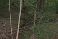 Dry creek bed bridged by small fallen trees and a larger log