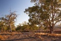 Dry creek bed. Flinders Ranges. South Australia. Royalty Free Stock Photo