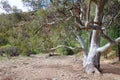 A scenic dry creek bed in the Flinders Ranges, South Australia, Australia Royalty Free Stock Photo