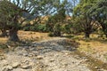 Almost dry creek surrounded by trees, New Zealand