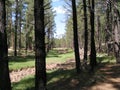 Dry Creek Winding Through Trees