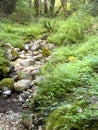 A dry creekbed in summer Royalty Free Stock Photo