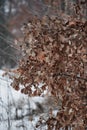 Dry crown of oak tree with leaves in winter in the forest Royalty Free Stock Photo