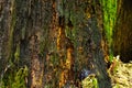 Dry crumbling wood of old oak in the forest Royalty Free Stock Photo