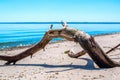 dry curved snag Royalty Free Stock Photo