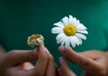 Dry daisy and fresh daisy Royalty Free Stock Photo