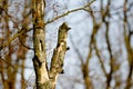 Dry damaged old tree trunk, concept of old age, death Royalty Free Stock Photo