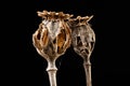 Dry damaged poppy heads. The poppy plant is dried up and destroyed by birds