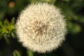 Dry dandelion flower seeds close up Royalty Free Stock Photo