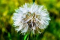 Dry dandilion on green background. Wildflowers in nature. Royalty Free Stock Photo