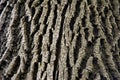 Dark surface of tree bark, texture Royalty Free Stock Photo