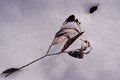 Dry dark willow twig with leaves on white snow surface