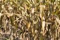 dry dark yellow corn Royalty Free Stock Photo