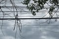 Dry dead acacia tree branch hanging on electric wire after pruning in sky background Royalty Free Stock Photo