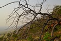 Dry dead bare tree after fire among green forest in yellow grass on slope of mountain. Baikal lake in mist, smoke. Siberia nature