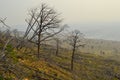 Dry dead bare trees after fire among burnt felled forest in green yellow grass on slope of mountain. Baikal lake in mist, smoke.