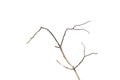 Dry dead branch isolated on white Royalty Free Stock Photo