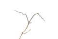 Dry dead branch isolated on white Royalty Free Stock Photo