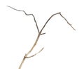 Dry dead branch isolated on white Royalty Free Stock Photo