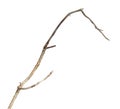 Dry dead branch isolated on white Royalty Free Stock Photo