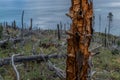 Dry dead brocken red textured trunk among felled trees and stumps after fire in green yellow grass on slope of mountain Royalty Free Stock Photo