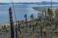 Dry dead brocken trunks stumps among felled trees after fire in green yellow grass on slope of mountain. Pine forest, coast Baikal Royalty Free Stock Photo