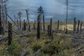 Dry dead brocken trunks stumps among felled trees after fire in green yellow grass on slope of mountain. Pine forest on coast Royalty Free Stock Photo